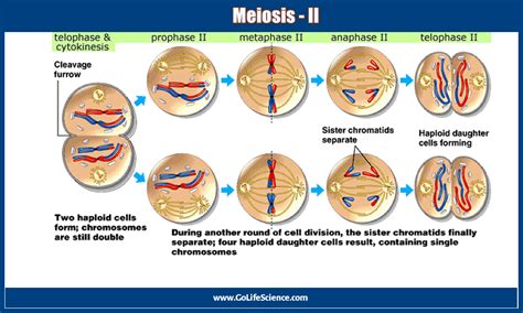 tthe events of meiosis ii are most similar to